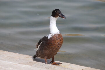 duck in water in wadi namar Saudi Arabia Riyadh.14 September 2025