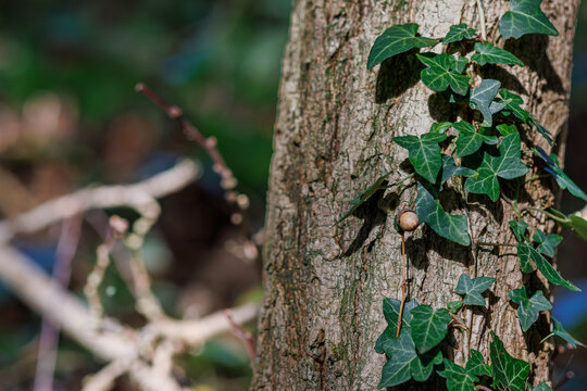 Close-up of green ivy leaves climbing on a tree trunk with an acorn, symbol of forest ecosystem, growth and biodiversity. - Powered by Adobe