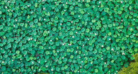 Blooming Summer Lotus Pond Aerial View Green Nature Scene