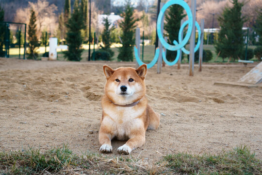 Shiba Inu at Playground
