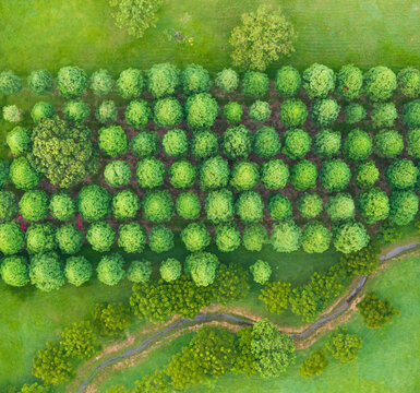 Aerial View of a Tree Nursery