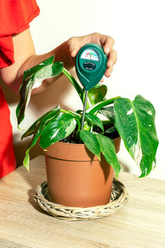  Moisture metering device in the soil of a plant 