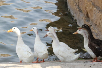 Fototapeta premium Baby duck in water in wadi namar Saudi Arabia Riyadh.14 September 2025