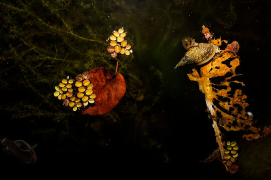 Pond with water snails and aquatic plants