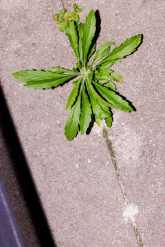 Weed in between concrete tiles