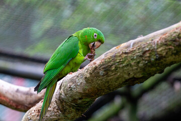 White-eyed parakeet (Aratinga leucophthalma) close-up perched on branch, holding a twig in its beak in blurred natural environment.