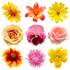 Flowers head collection of beautiful gaillardia, lily, adonis, rose, pansy, chrysanthemum isolated on white background. Top view, flat design, florist business concept
