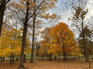 autumn in the park