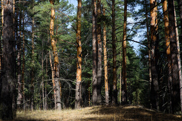 Eastern Ukrainian forest near Severodonetsk landscape view
