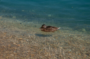 Sunny lake scene with duck by the shore
