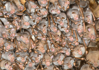 A colony of Striped leaf-nosed bats (Macronycteris vittata) in cave, Mdenyenye Cave, Three Sister Caves, Kwale COunty, Coastal Kenya.