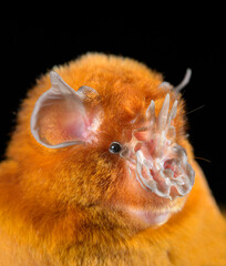 African trident bat (Triaenops afer) head close-up, Kilifi County, coastal Kenya.