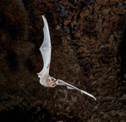 African Sheath-tailed Bat (Coleura afra) flying in cave, Mdenyenye Cave, Three SIster Caves, Kwale County, coastal Kenya.