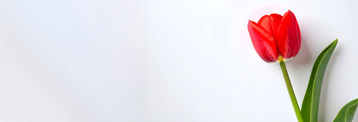 Single fresh tulip flower on right edge with copy space