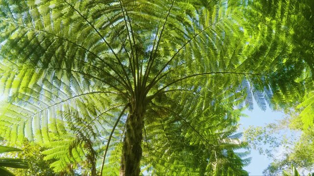 The camera looks up through the magnificent canopy of a native Hawaiian tree fern, showcasing its intricate fronds and the dappled sunlight filtering through, creating a serene and natural texture. Id
