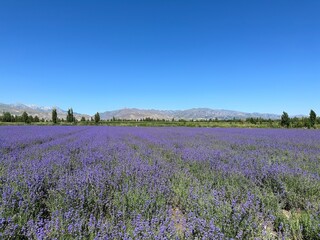lavender field