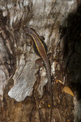 Fototapeta premium Macro top-view shot of a small brown and yellow striped lizard camouflaged against the rough, textured bark of a tree trunk.