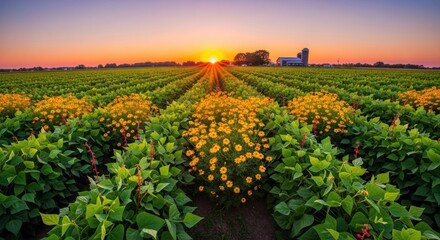 A vibrant agricultural landscape at sunrise, showcasing rows of green bean plants interspersed with clusters of bright yellow wildflowers, bathed in the warm hues of a picturesque sunrise.