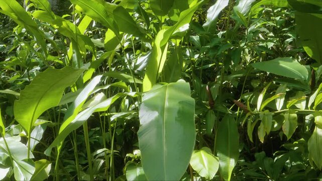 This footage captures the lush foliage, towering plants, and tranquil atmosphere of a tropical paradise, perfect for projects seeking natural beauty, exotic landscapes, or peaceful environments.