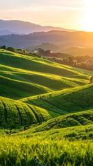 Obraz premium Rolling hills bathed in golden sunset light