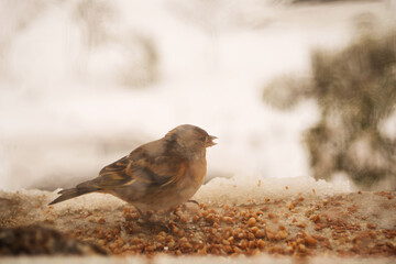 Feeding small finches grain outside the window on a cold, snowy winter day, soft focus