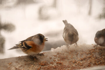 Feeding small finches grain outside the window on a cold, snowy winter day, soft focus