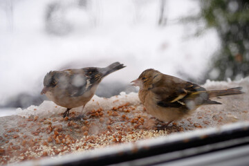 Feeding small finches grain outside the window on a cold, snowy winter day, soft focus