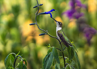 Ruby Throated Hummingbird Perching