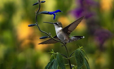Ruby Throated Hummingbird And Salvia