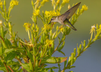 Hummingbird Feasting On A Flower