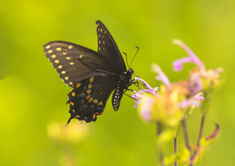 Black Swallowtail Butterfly