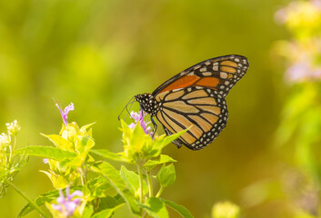 Monarch Butterfly