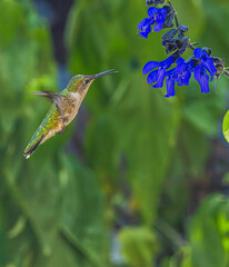 Hummingbird About To Feast On A Flower