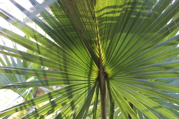 Sunlight on radial tropical jungle plant