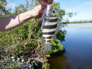 Sheepshead fish with black and white stripes caught and held up by fisherman