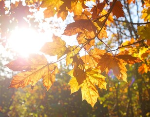 Obraz premium Autumn leaves bathed in sunlight (1)