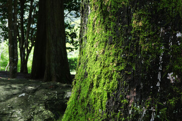 Fototapeta premium 苔の付いた大木に木漏れ日があたる