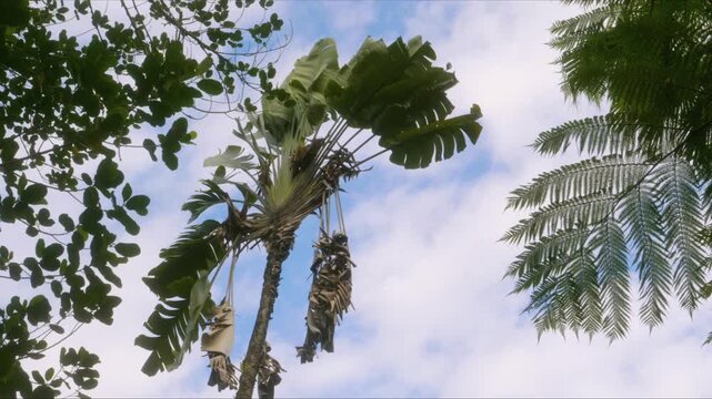 tropical scene featuring a prominent Traveller's Palm Ravenala madagascariensis with ripening banana bunches, surrounded by diverse green foliage under a bright, cloudy Hawaiian sky. Captures the vibr