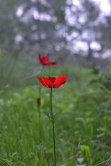 Red fresh poppy flowers. Blooming nature background. Poppies on green summer field