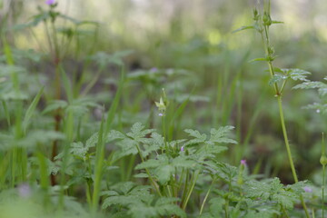 Fresh summer grass in morning dew. Thunder of fog, branches of  flowers in a  field. Winter morning