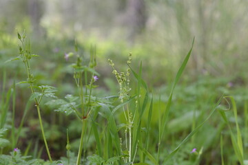 Fresh summer grass in morning dew. Thunder of fog, branches of  flowers in a  field. Winter morning