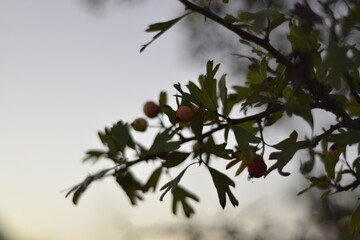 Rain drops on a branch. shallow depth of field. Abstract and blurred background with branches and raindrops