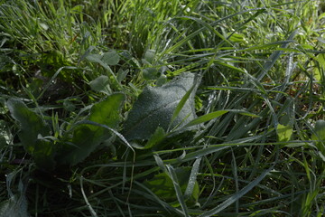 A close up of a plant with droplets of water on it. The droplets are small and scattered, giving the impression of a light rain. dark early morning 