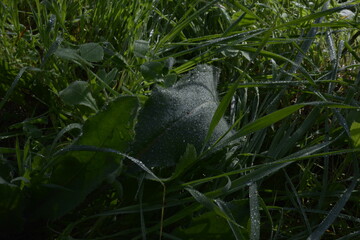 A close up of a plant with droplets of water on it. The droplets are small and scattered, giving the impression of a light rain. dark early morning 