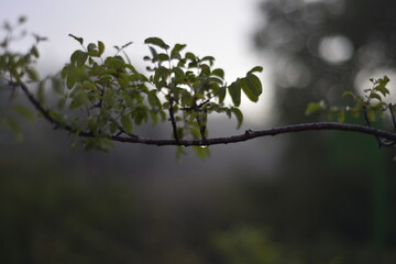 Rain drops on a branch. shallow depth of field. Abstract and blurred background with branches and raindrops