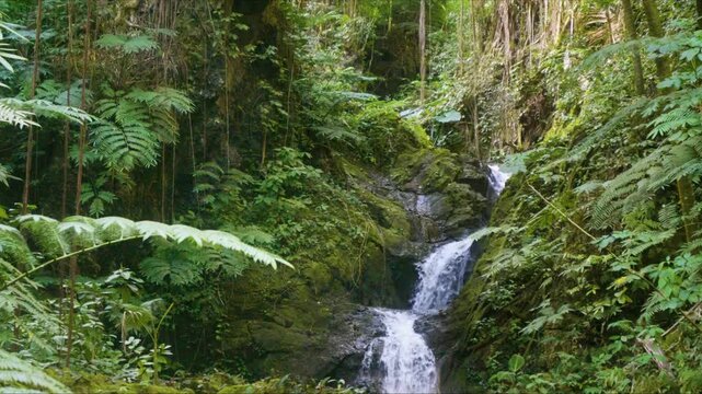 Hawaii's tropical rainforest with this stunning footage of a cascading waterfall within a vibrant botanical garden. Experience the serene ambiance, lush greenery, and exotic flora of this natural para