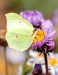 Pale yellow butterfly on purple flower