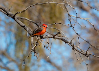 red bird on a branch
