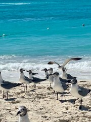 seagulls on the beach