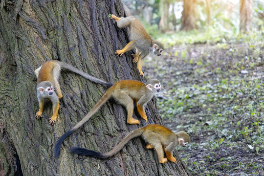 Group of Common squirrel monkeys (Saimiri sciureus) climbing on a tree